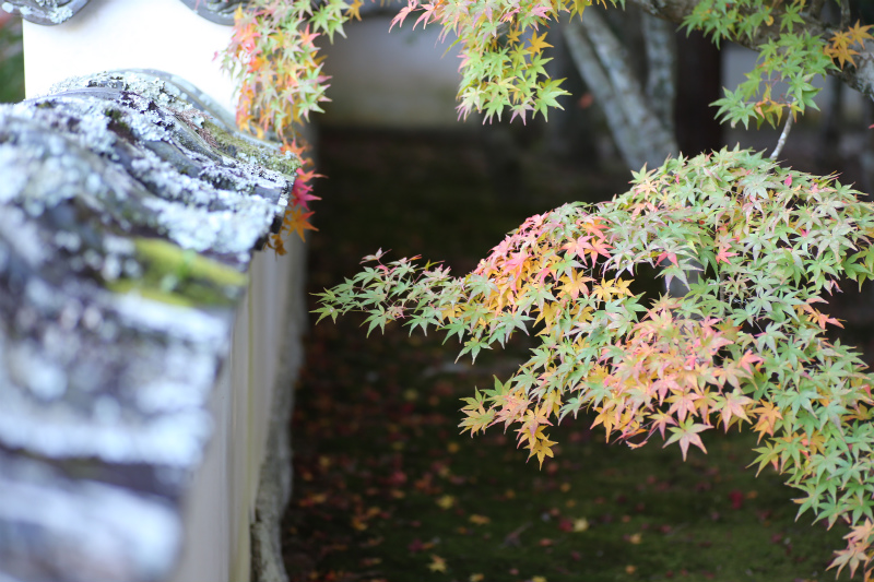 宝福寺２_a0170378_23583573.jpg