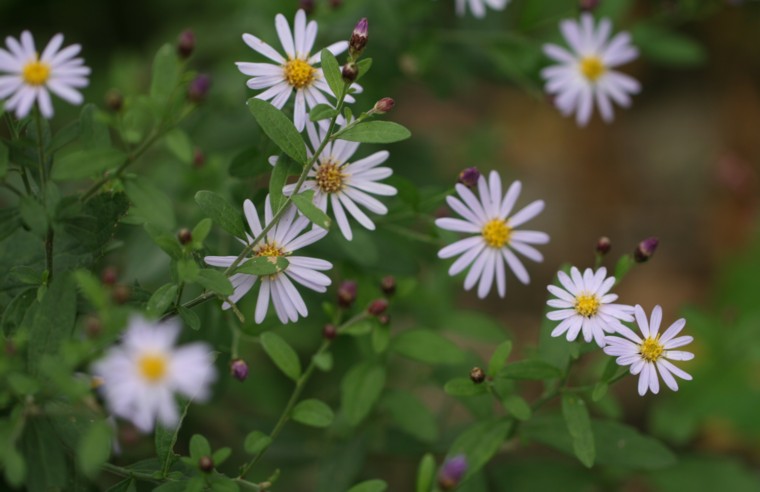 乱れ咲く野菊たち 野紺菊 田舎菊 寧楽悠々自然流
