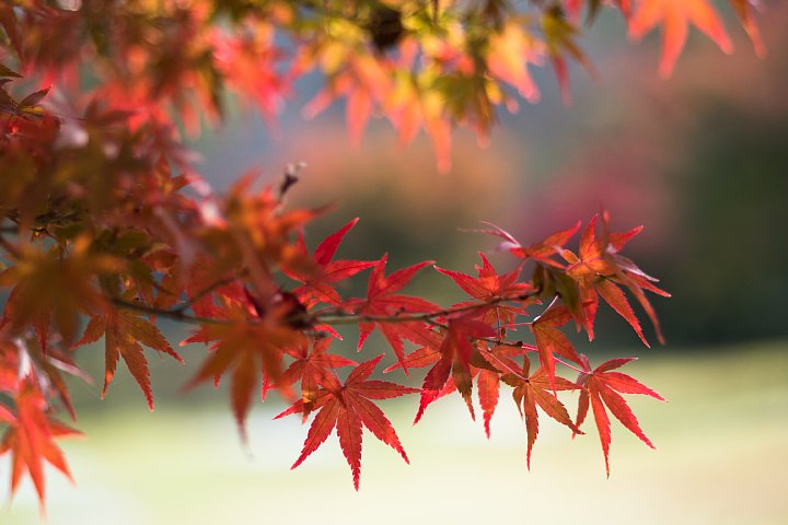 秘密の紅葉_d0353489_1916036.jpg