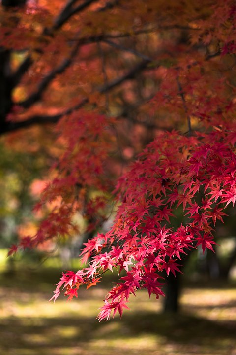 秘密の紅葉_d0353489_1916199.jpg