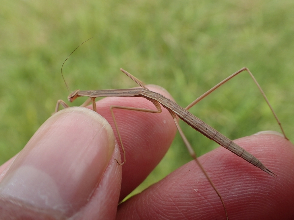 オキナワオオカマキリ 徳之島 虫央堂