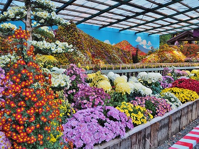 弥彦の菊まつり_c0336902_19414571.jpg