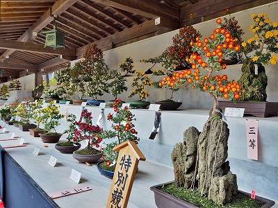 弥彦の菊まつり_c0336902_19422689.jpg