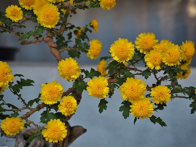 弥彦の菊まつり_c0336902_19423950.jpg