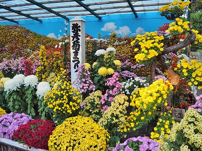 弥彦の菊まつり_c0336902_19431390.jpg