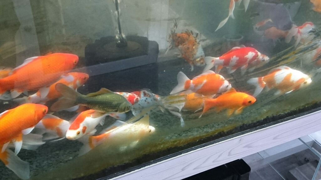 金魚専門店カハラさんへ。_b0298605_20014148.jpg