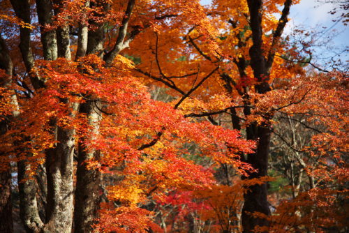 山中湖「夕焼けの渚・紅葉まつり」1_a0263109_17012372.jpg