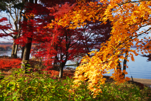 山中湖「夕焼けの渚・紅葉まつり」1_a0263109_17041644.jpg