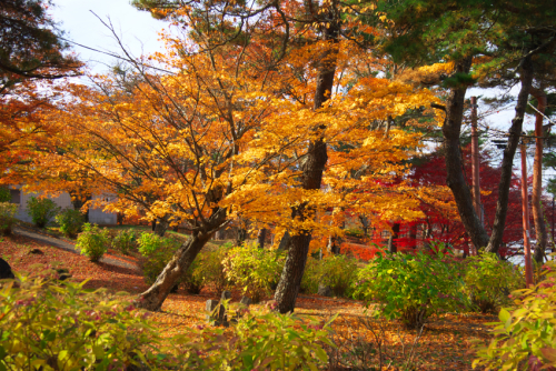 山中湖「夕焼けの渚・紅葉まつり」1_a0263109_17041818.jpg