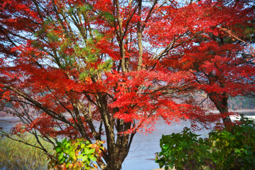 山中湖「夕焼けの渚・紅葉まつり」1_a0263109_17041832.jpg