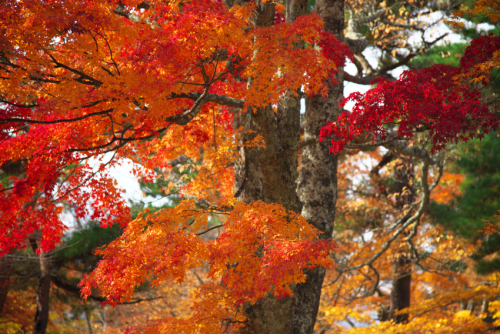 山中湖「夕焼けの渚・紅葉まつり」1_a0263109_17041952.jpg