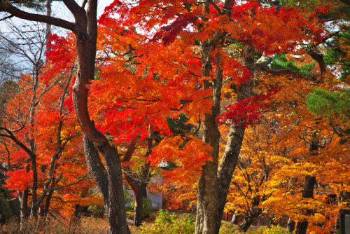 山中湖「夕焼けの渚・紅葉まつり」1_a0263109_17042139.jpg