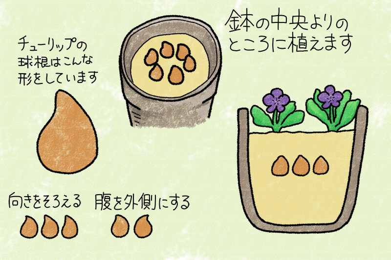 チューリップとビオラの植え付け 飛行機とパグが好きなお母さんの日記