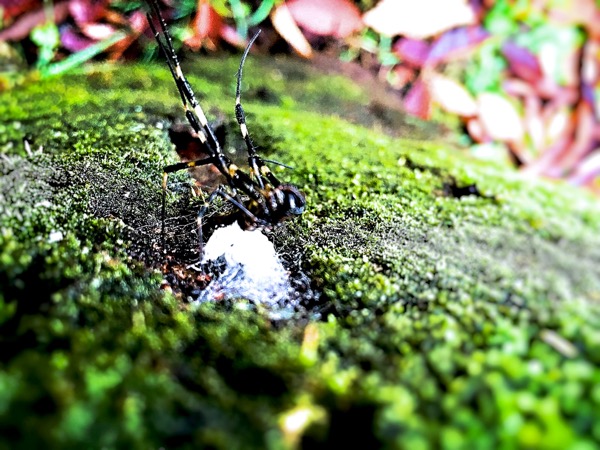女郎蜘蛛の産卵 世話要らずの庭