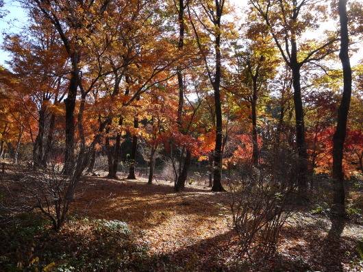 赤城自然園　１１月２０日　２０１６年最終日_e0205713_21072287.jpg