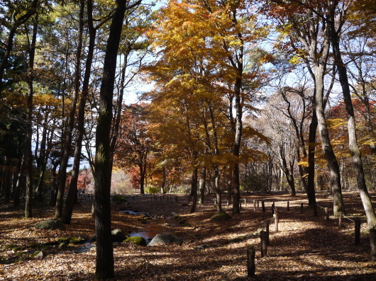 赤城自然園　１１月２０日　２０１６年最終日_e0205713_21093646.jpg