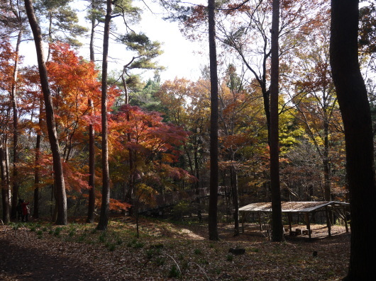 赤城自然園　１１月２０日　２０１６年最終日_e0205713_21151708.jpg