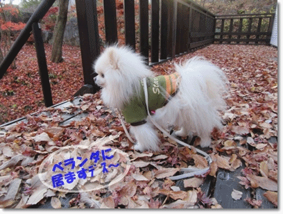 b0167519_19255386.gif