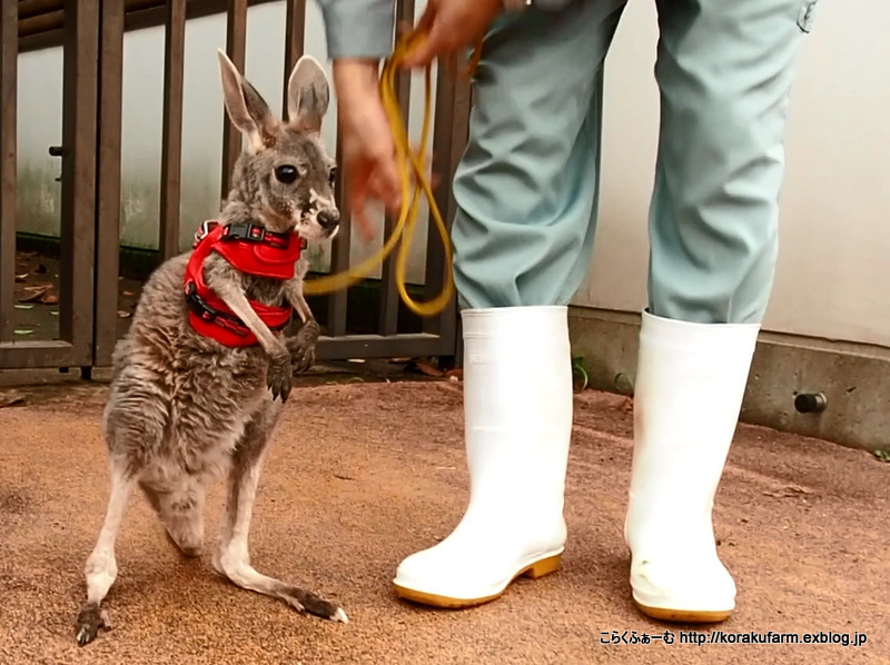 王子のカンガルー チビスケちゃんのお散歩_c0188824_00112289.jpg