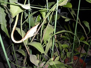 a0202528_21333385.jpg