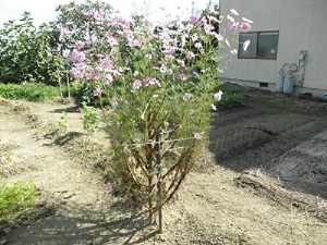 a0202528_21412829.jpg