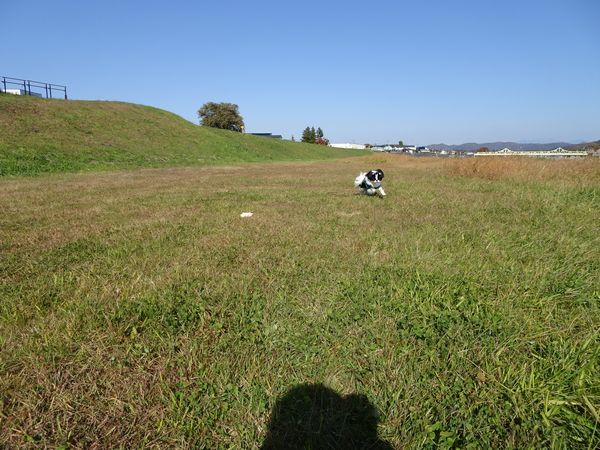 犬の手作り食2周年☆狆という犬種について_d0339433_13095266.jpg