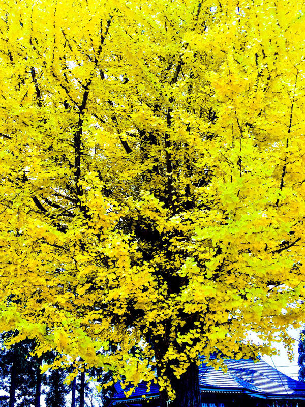 c0225536_11094211.jpg
