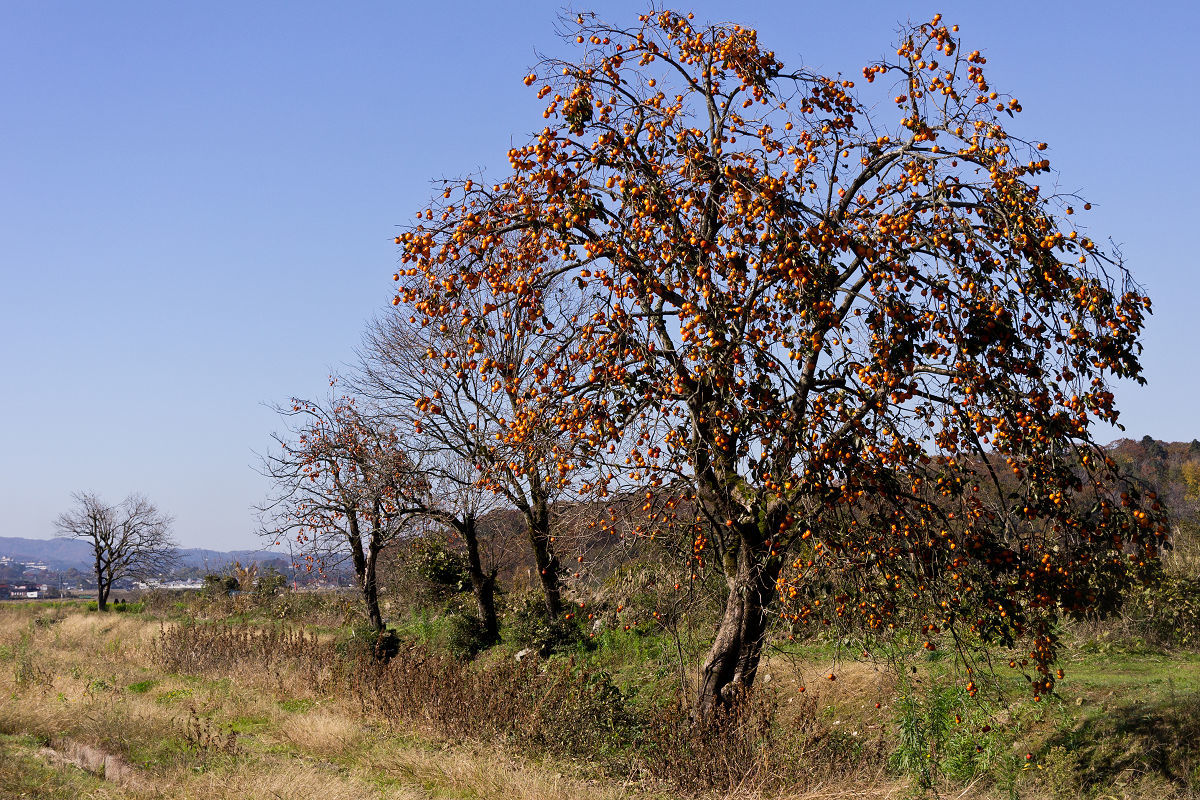 f0377241_06062700.jpg