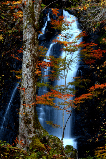 c0093046_8192142.gif