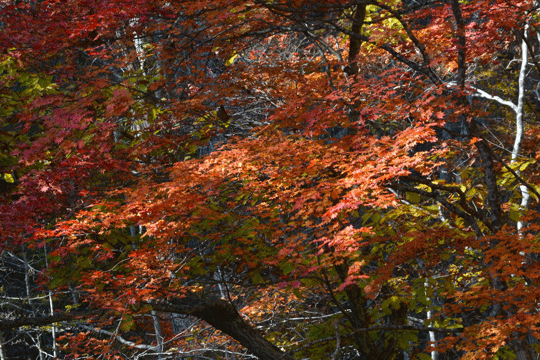 c0093046_8202826.gif