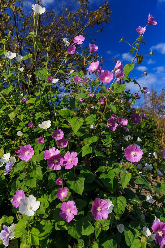 秋の花々咲く植物園（京都府立植物園）_f0155048_23165584.jpg