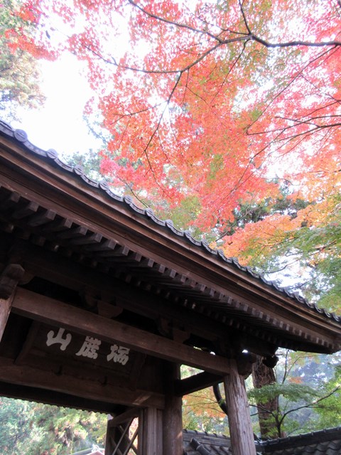 【北鎌倉・円覚寺の紅葉】_b0009849_1757046.jpg