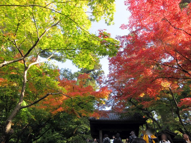 【北鎌倉・円覚寺の紅葉】_b0009849_180146.jpg