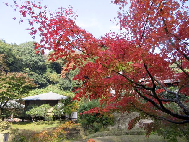 【北鎌倉・円覚寺の紅葉】_b0009849_1833823.jpg