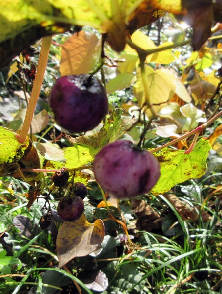 b0009849_18511337.jpg