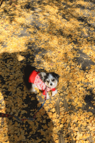 c0145250_09130133.gif
