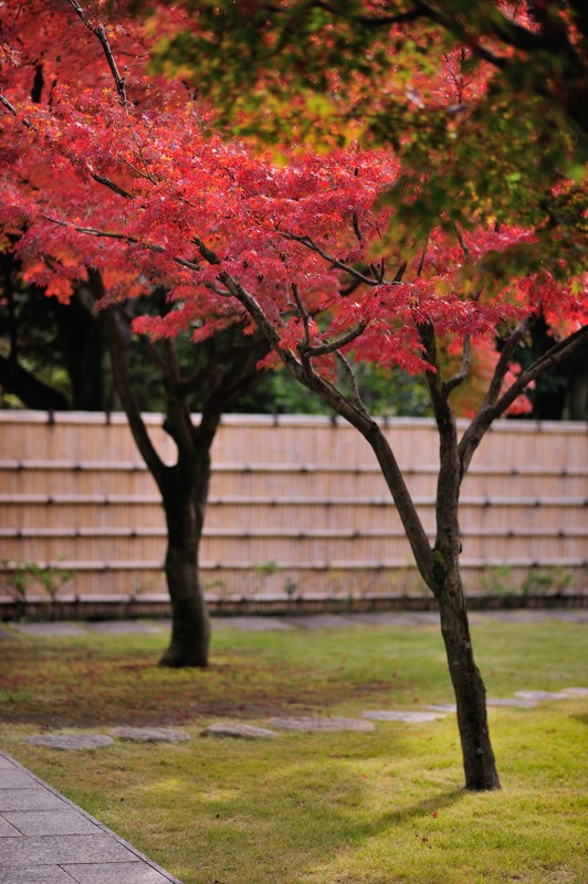 16年紅葉 越谷市花田苑 久伊豆神社 My Kids Garden Com