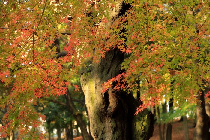 晩秋の府中の森公園_a0278554_22274455.jpg