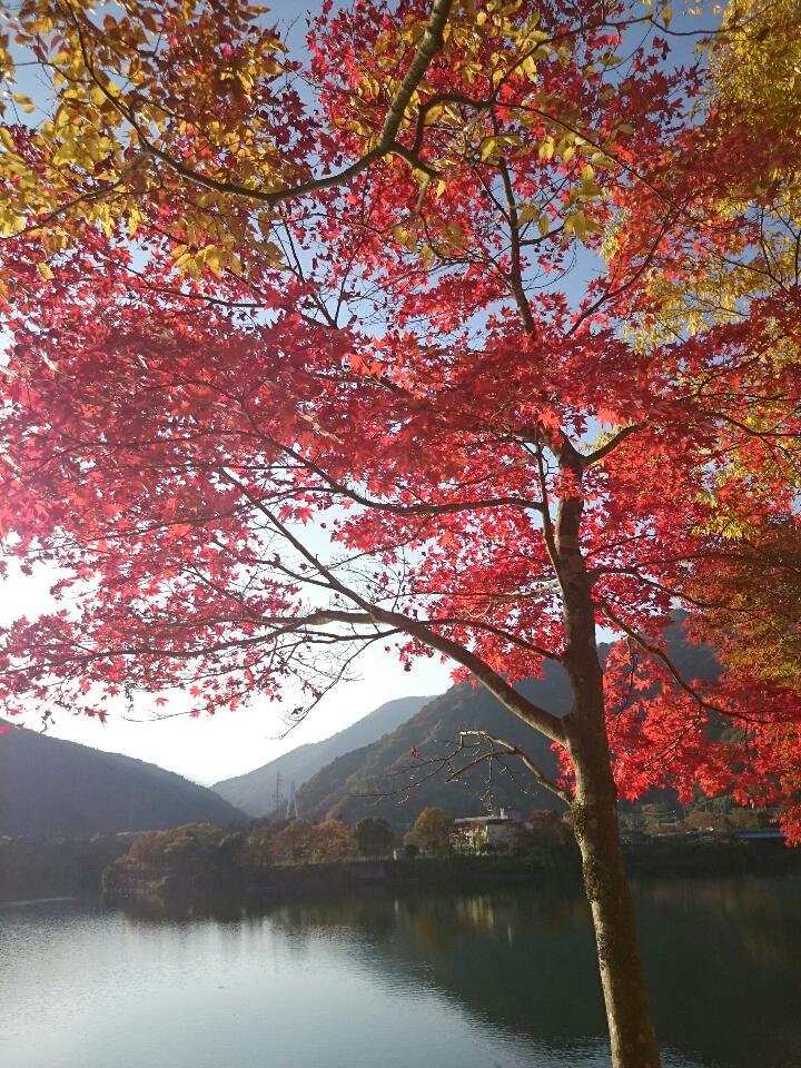 丹沢の紅葉。_a0108356_16382124.jpg