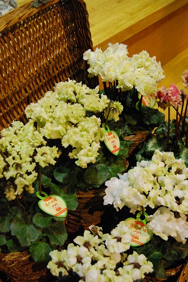 シクラメン入荷しだしています。_a0201358_17382445.jpg
