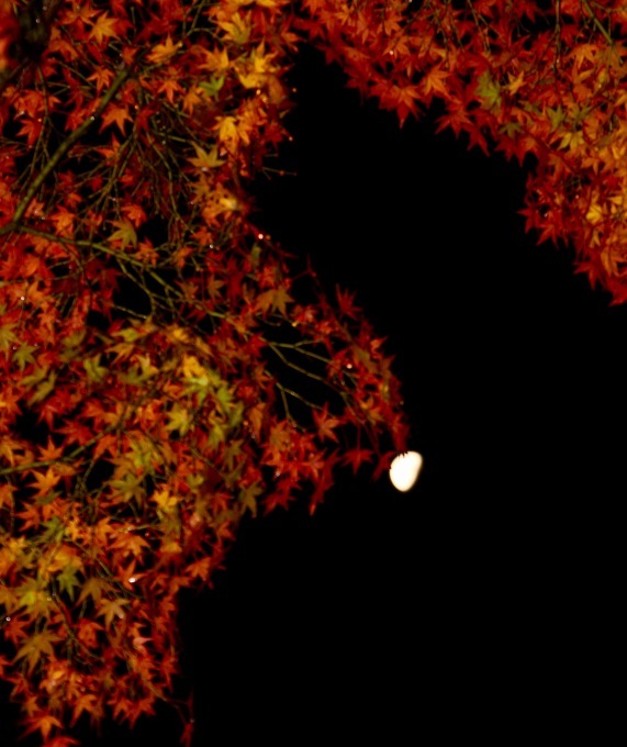 a0248459_15385700.jpg
