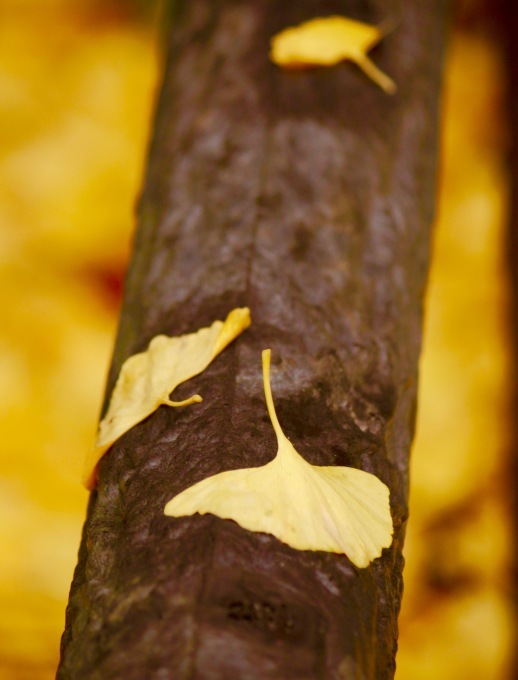 a0248459_15521817.jpg