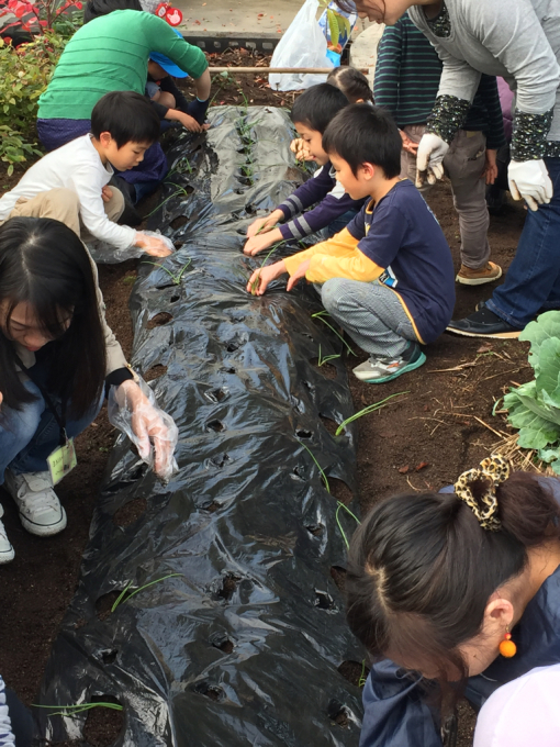 屋上菜園の野菜達⑦_f0324461_23072485.jpg