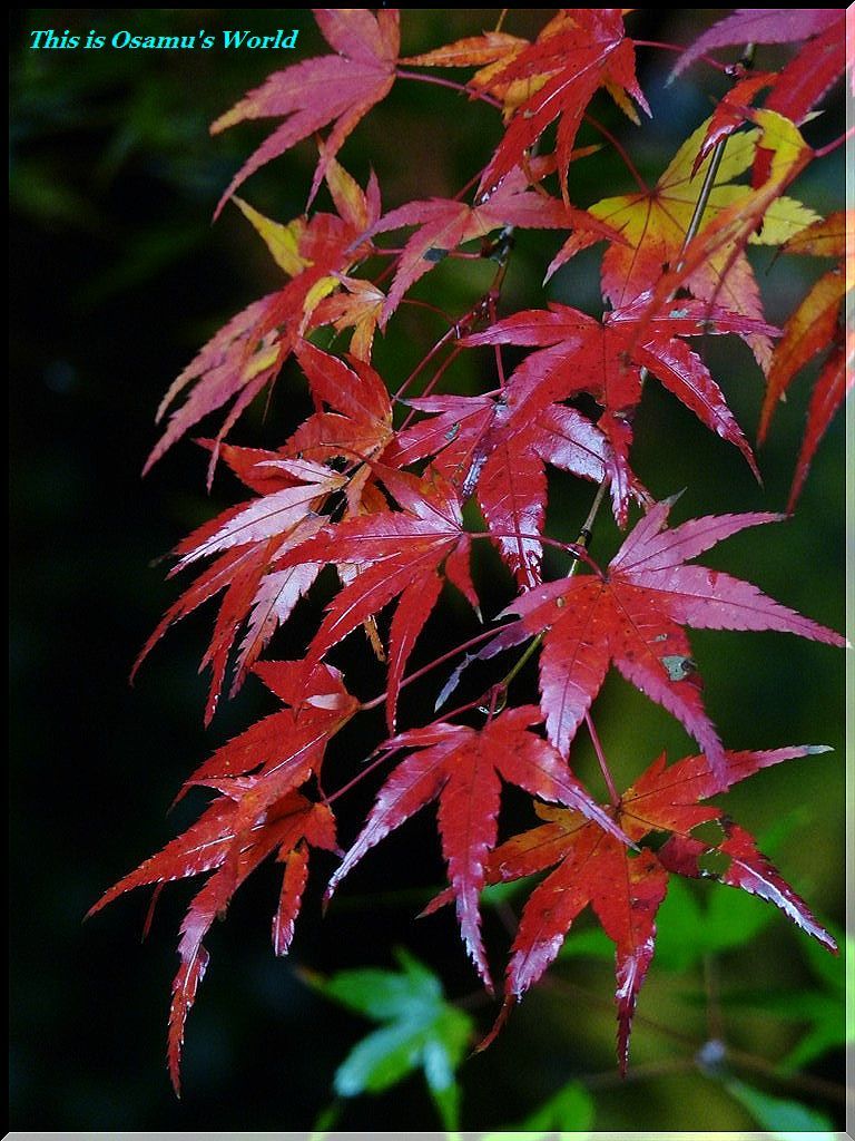 朝霧煙る夜明け_f0377662_17385386.jpg