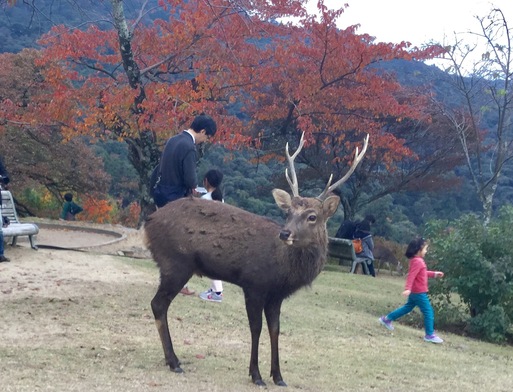 奈良・若草山頂上_a0053063_8454734.jpg