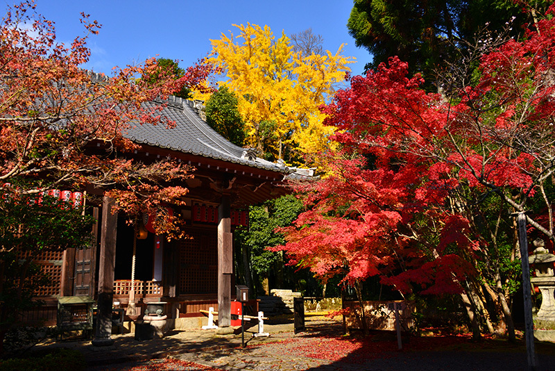 赤山禅院 紅葉 ちょっとそこまで 赤山禅院 紅葉 ちょっとそこまで