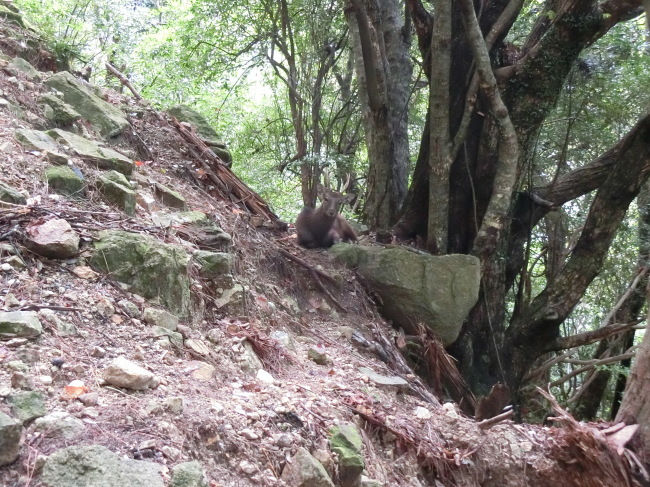 第１回屋久島１００キロウルトラウォーキングの完歩報告_e0294183_15092480.jpg