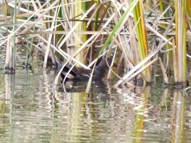 谷津干潟の野鳥とアカエイ_d0088184_20473704.jpg