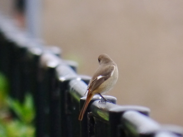 谷津干潟の野鳥とアカエイ_d0088184_20482278.jpg