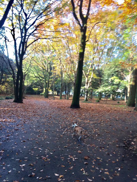 紅葉の砧公園_b0349589_17313333.jpg